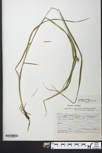 Carex squarrosa image